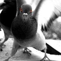 angry-dove