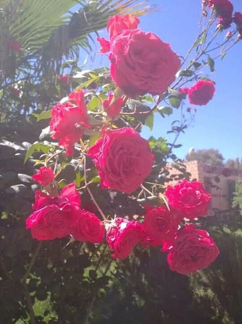 houssem-hfaiedh-bougainvillae