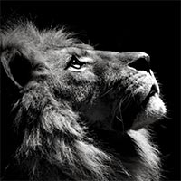 lion-emotions-contemple