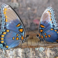 love-butterfly-couple