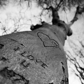 histoire-amour-eternelle-arbre